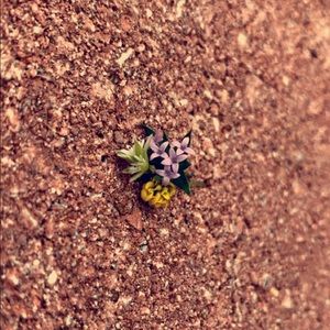 Meet your Posher, Daisy